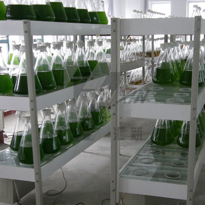 微藻饵料种质培养机